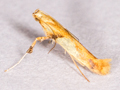 Caloptilia honoratella